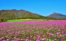 蒜山高原